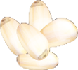 Pijnboompitten